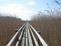 2016-05-11 14h34m44 - Wandelpad door het riet - Gerda van der Meer